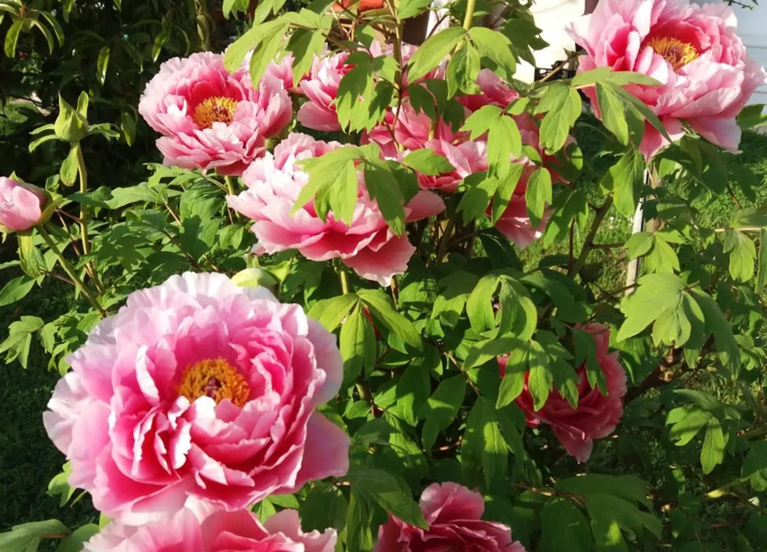 Bed & Breakfast B&B Casa Di Chiara San Michele al Tagliamento